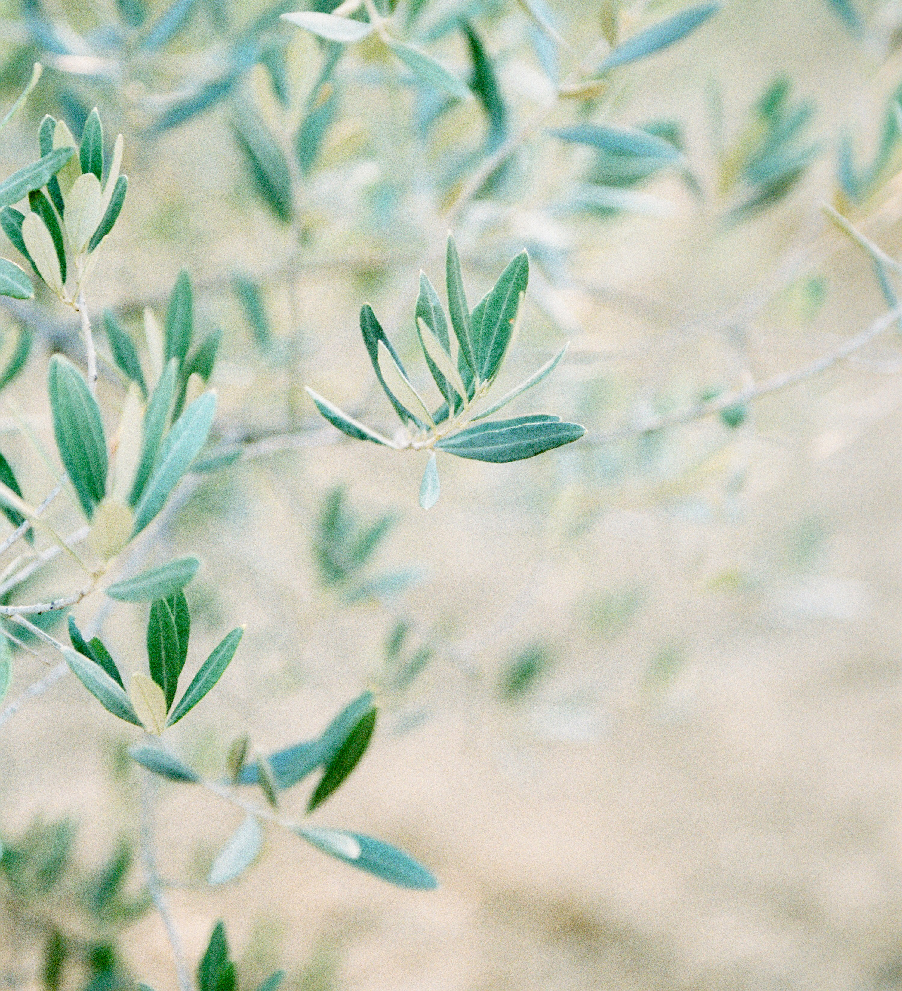 film_deersphotography108