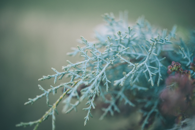 deer's photography_autumn012