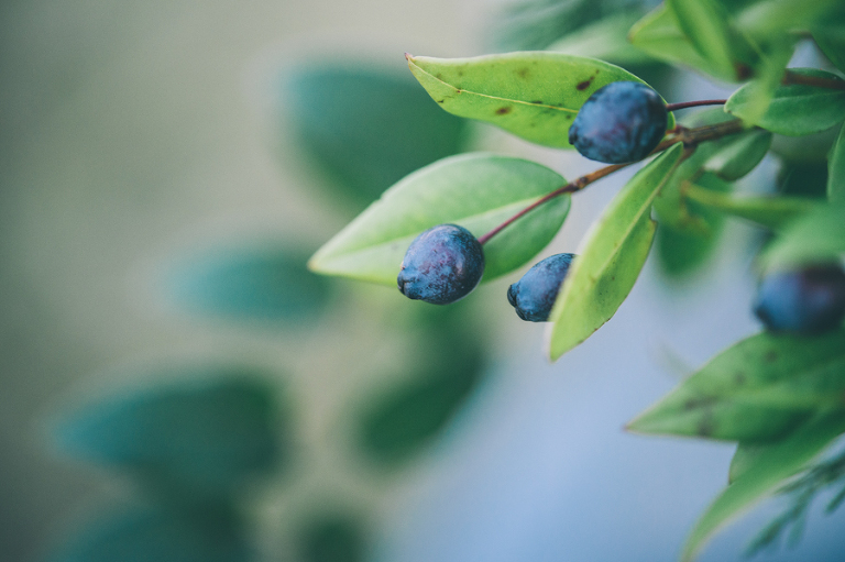 deer's photography_autumn023