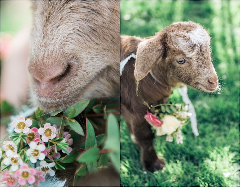 deersphotography_028