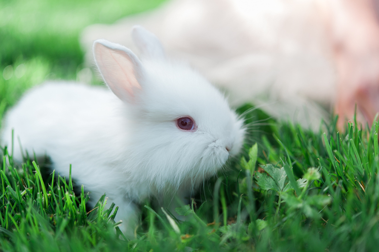 deersphotography_044