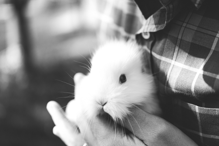 deersphotography_045