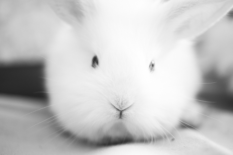 deersphotography_046