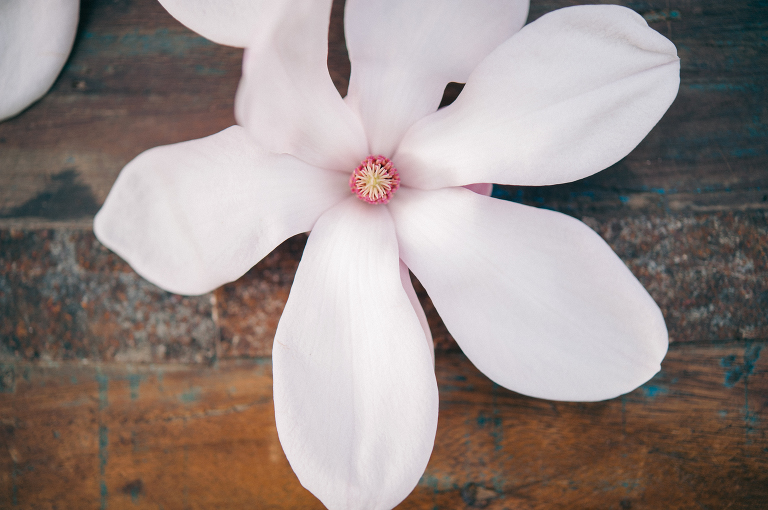 deersphotography_magnolia006