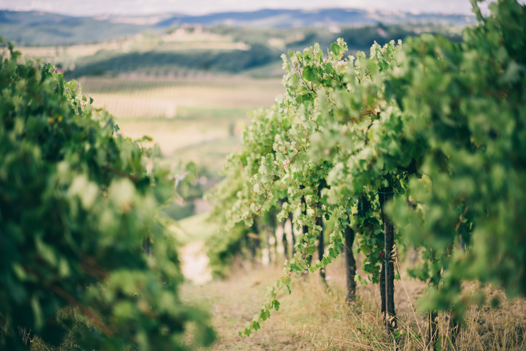 deersphotography_tuscany_044