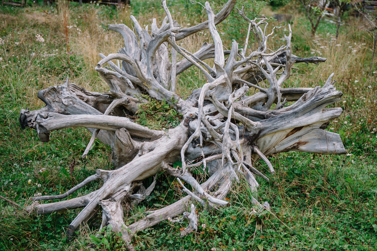 deersphotography1001