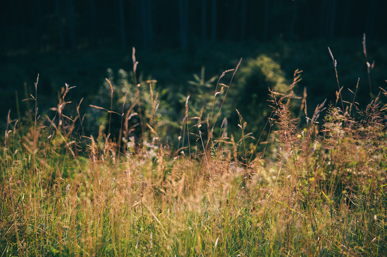 deersphotography1038