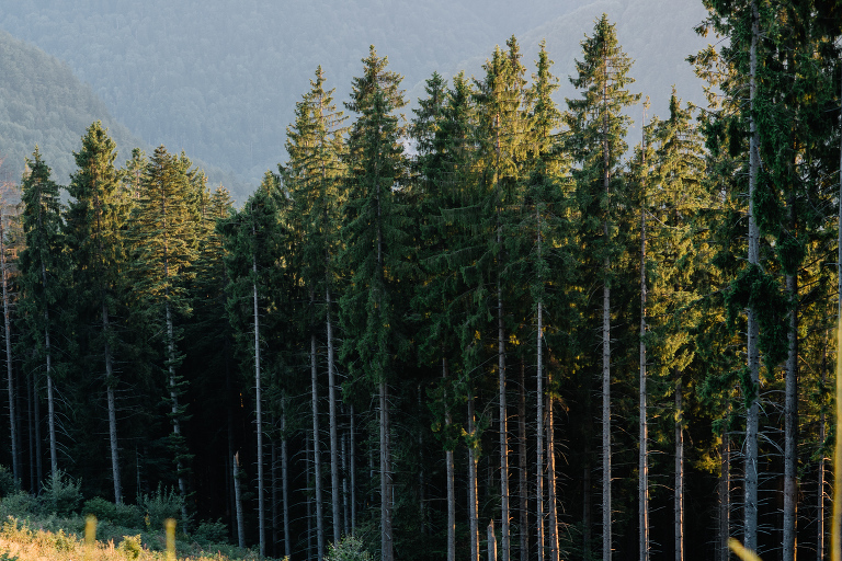 deersphotography1047