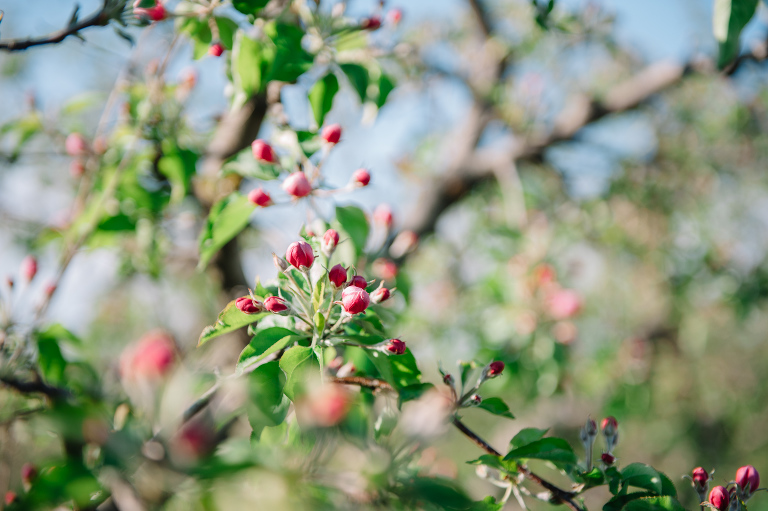 sedinta logodna_deersphotography107