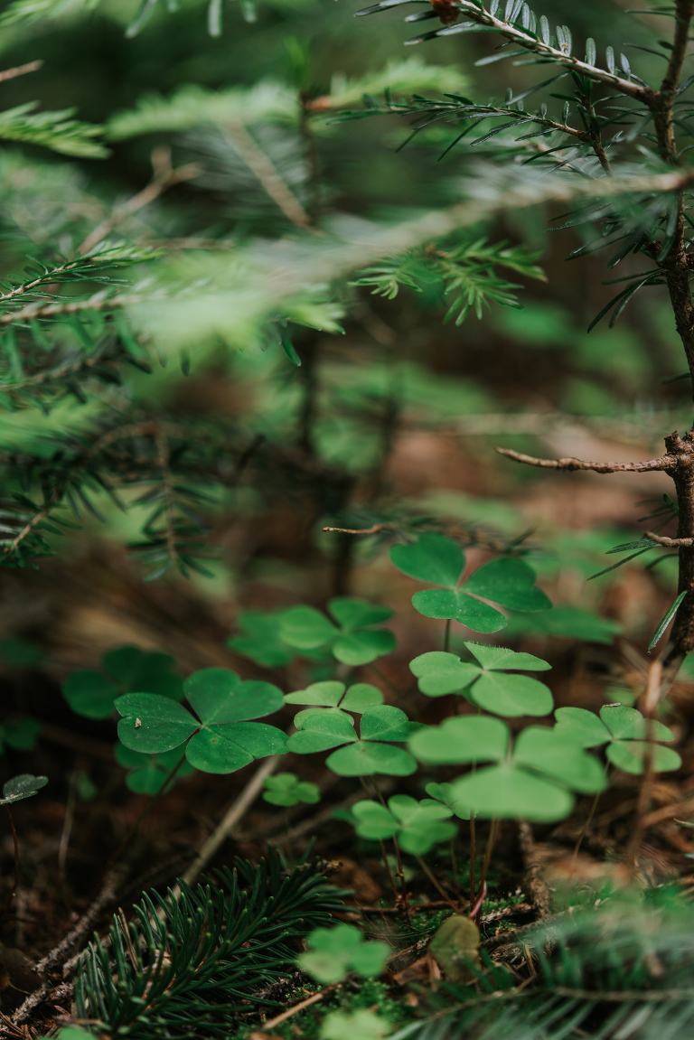 deersphotography_forest inspiration_101