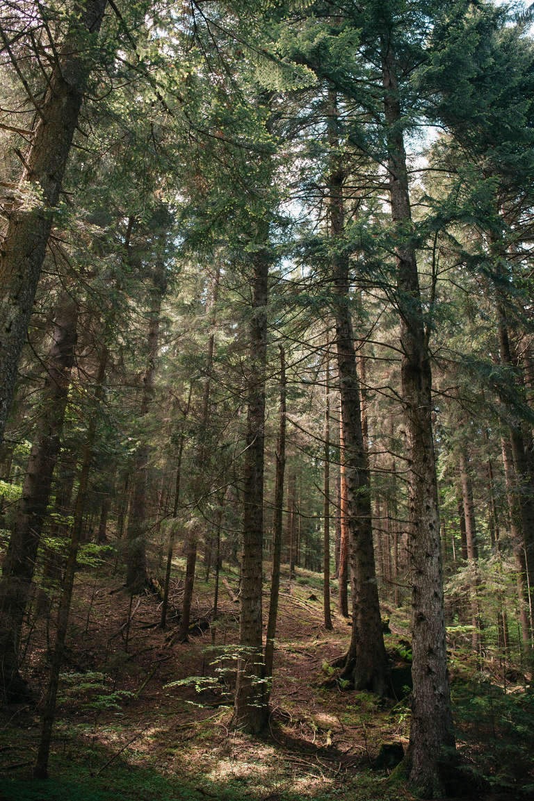 deersphotography_forest inspiration_109