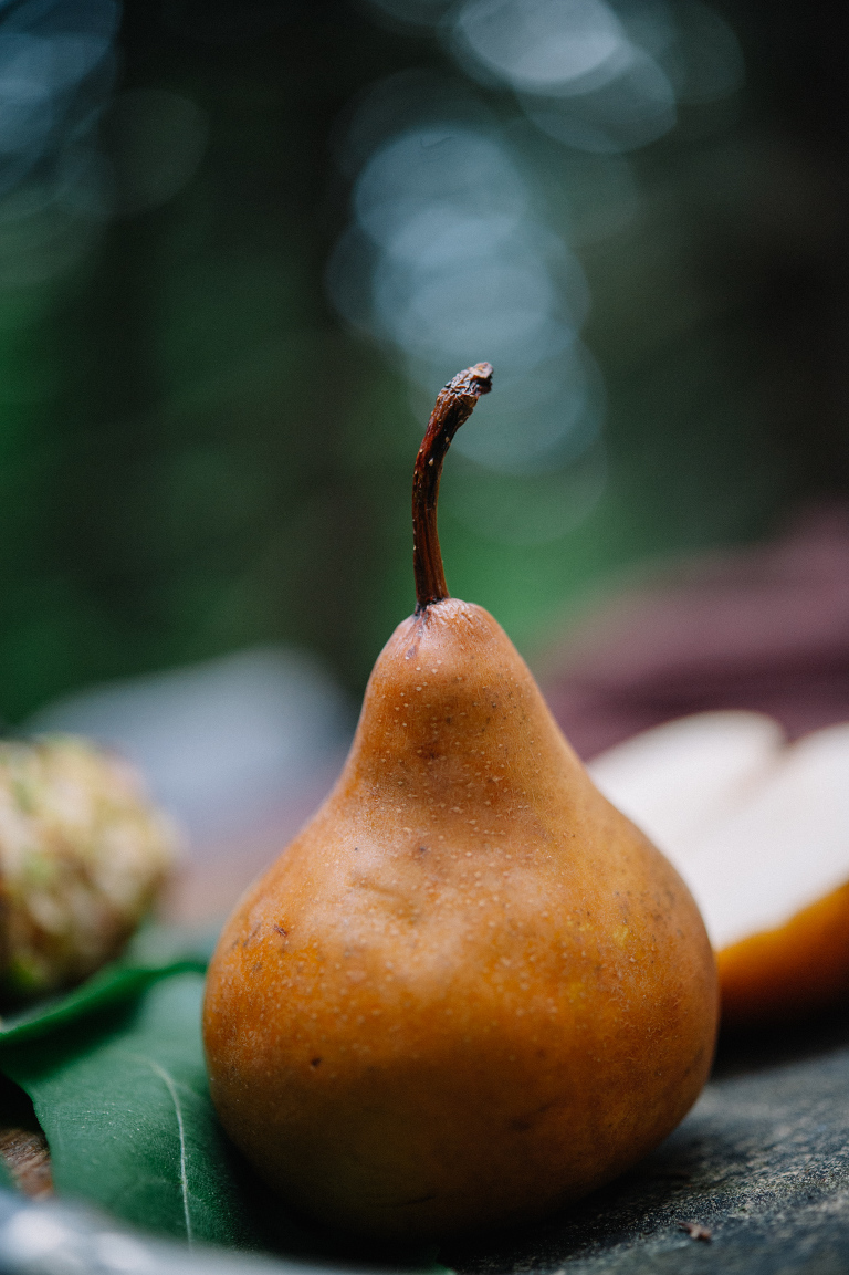 deersphotography_forest inspiration_117