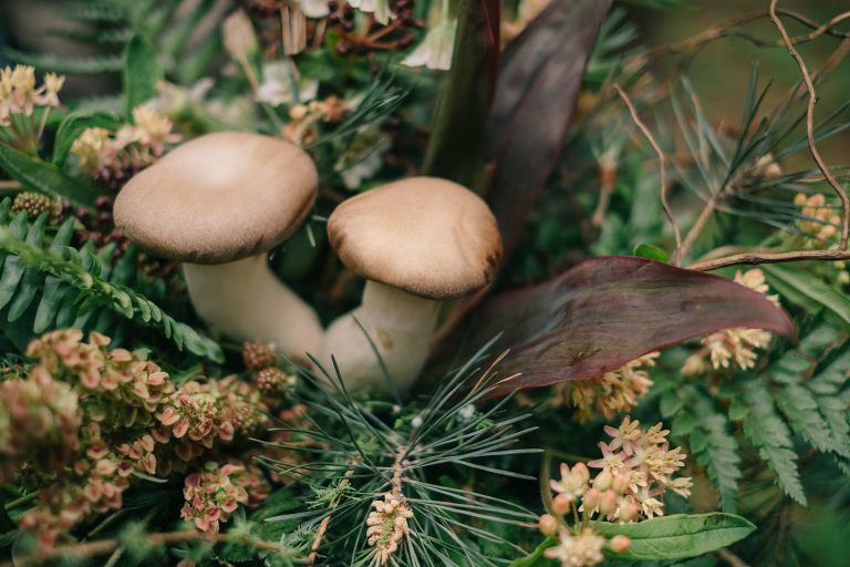 deersphotography_forest inspiration_131