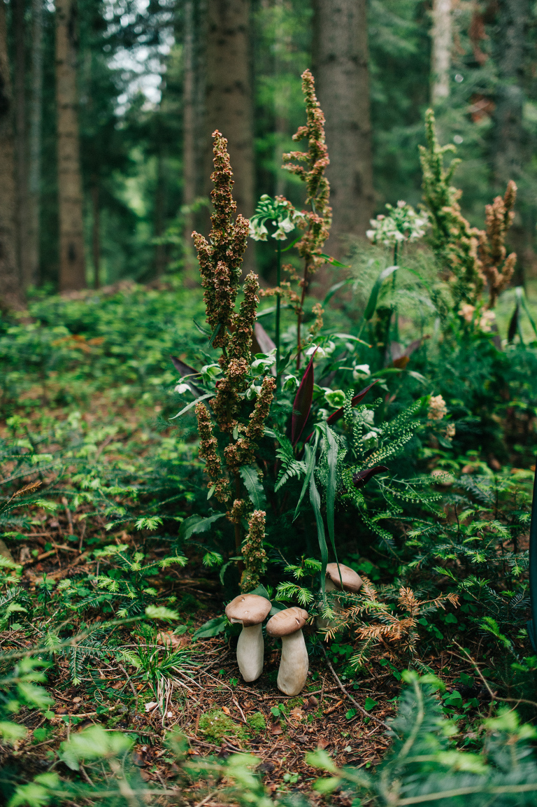 deersphotography_forest inspiration_141