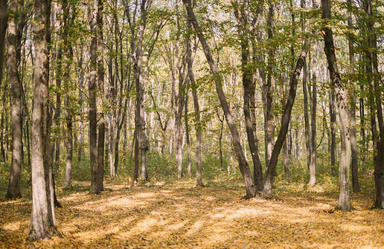 forest