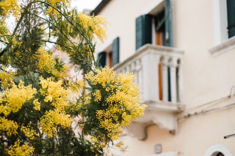 Venice_deersphotography-188