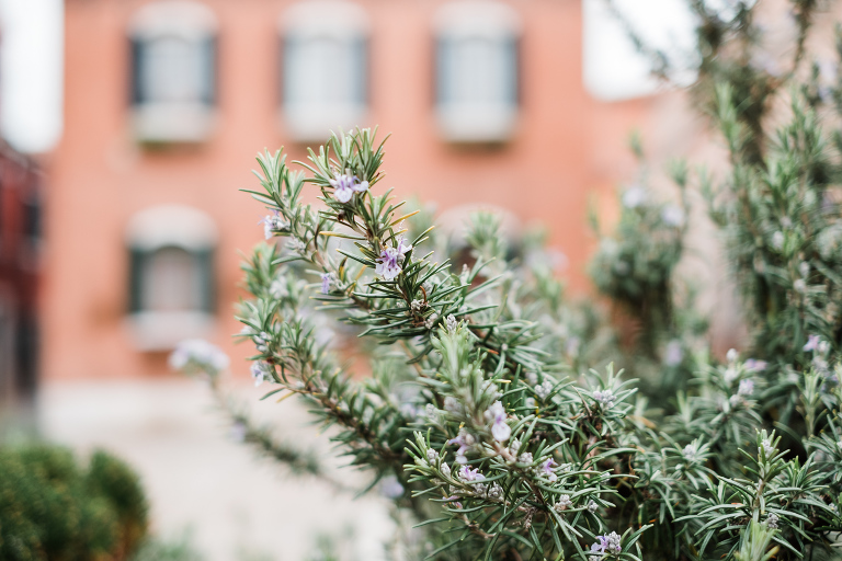 Venice_deersphotography-189